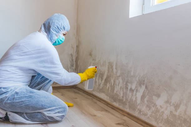 Licensed Attic Mold Removal service in Chester, MD - WQB Mold Removal