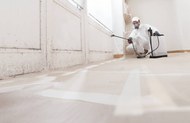 24/7 Emergency Attic Mold Removal experts in Chester, MD